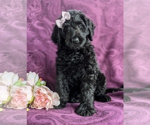 Goldendoodle Puppy for sale in CHRISTIANA, PA, USA