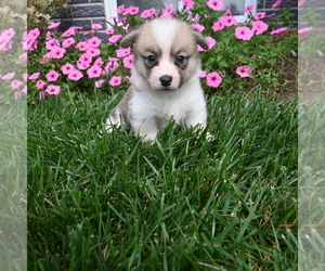 Pembroke Welsh Corgi Puppy for sale in BLOOMINGTON, IN, USA