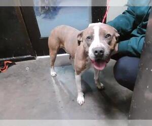 Mutt Dogs for adoption in Tulsa, OK, USA