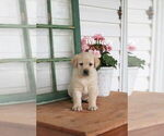 Puppy Whitney Labrador Retriever