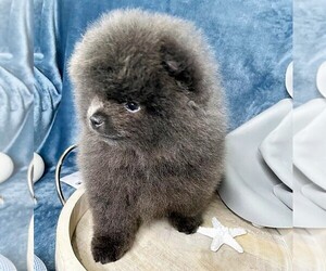 Pomeranian Puppy for sale in SUNNY ISL BCH, FL, USA