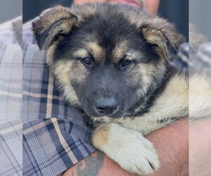 Anatolian Shepherd-Unknown Mix Dogs for adoption in Dana Point, CA, USA