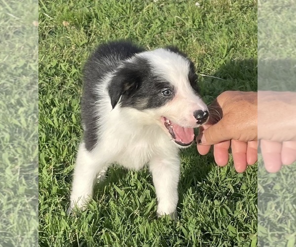 Medium Photo #1 Border Collie Puppy For Sale in BRISTOW, OK, USA