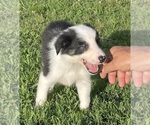 Puppy Popeye Roy Border Collie