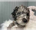 Small #13 Aussiedoodle-Goldendoodle Mix