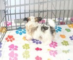 Gus - Male Papitese Puppy for Sale - Photo #5