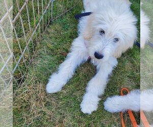 Poppy - Female Pyredoodle Dog for Adoption - Photo #5