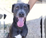 Small Weimaraner Mix