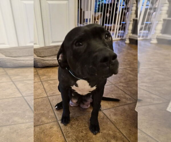 Medium Photo #3 American Pit Bull Terrier-Unknown Mix Puppy For Sale in Holly Springs, NC, USA