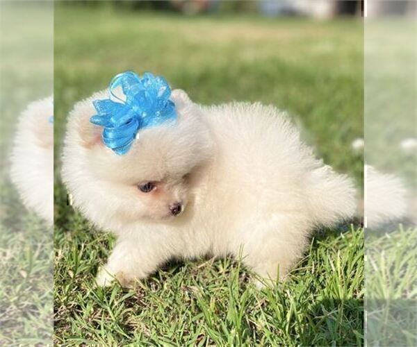 Medium Photo #9 Pomeranian Puppy For Sale in PEMBROKE PINES, FL, USA