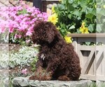 Small #1 Poodle (Miniature)
