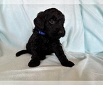 Puppy Harry Goldendoodle