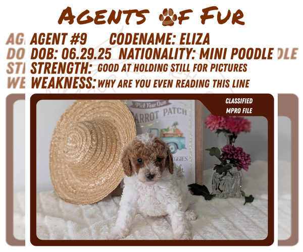 Medium Photo #7 Poodle (Miniature) Puppy For Sale in GOSHEN, IN, USA