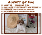 Small #6 Poodle (Miniature)