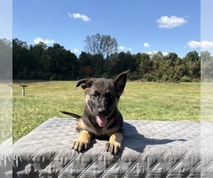 Medium German Shepherd Dog