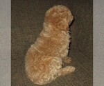 Small Photo #3 Labradoodle Puppy For Sale in LINCOLN, AL, USA