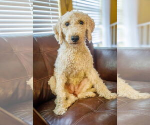 Goldendoodle (Miniature) Dogs for adoption in Bonita Springs, FL, USA