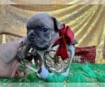 Small Photo #99 French Bulldog Puppy For Sale in HAYWARD, CA, USA