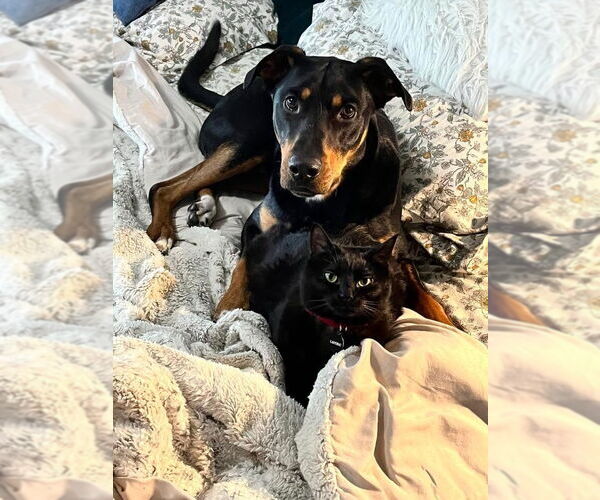 Medium Photo #2 Doberman Pinscher-German Shepherd Dog Mix Puppy For Sale in Brooklyn Center, MN, USA