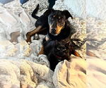 Small #1 Doberman Pinscher-German Shepherd Dog Mix
