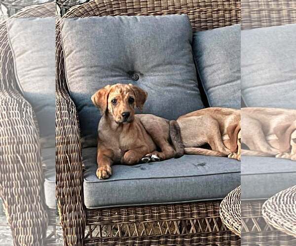 Medium Photo #12 Redbone Coonhound-Unknown Mix Puppy For Sale in pomfret, CT, USA