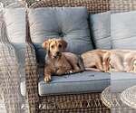 Small #11 Redbone Coonhound Mix