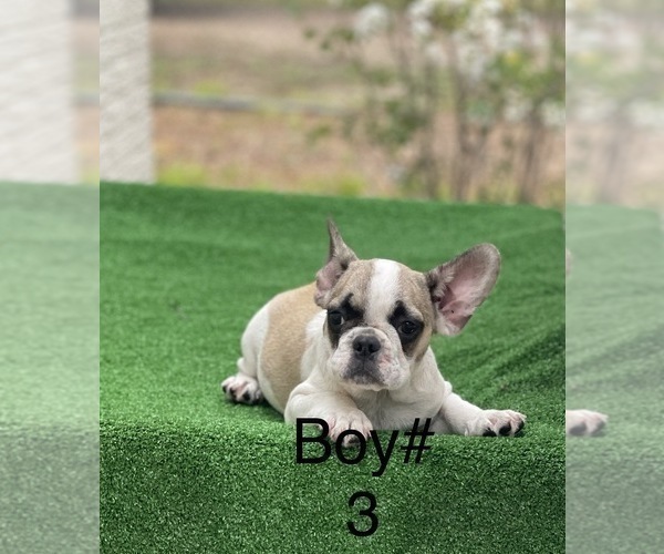 Medium Photo #1 French Bulldog Puppy For Sale in EL CAMPO, TX, USA
