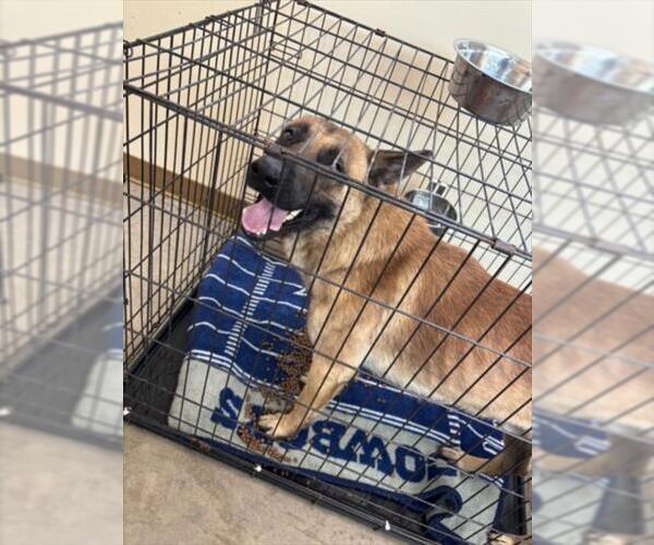 Medium Photo #1 German Shepherd Dog Puppy For Sale in Texas City, TX, USA