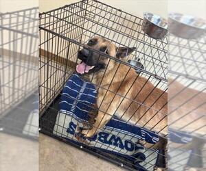 German Shepherd Dog Dog for Adoption in Texas City, Texas USA