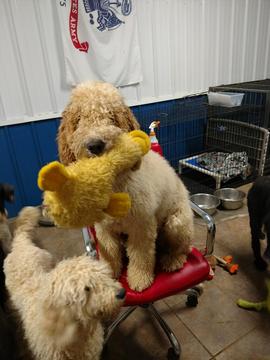 Medium Photo #1 Poodle (Standard) Puppy For Sale in CLEMMONS, NC, USA