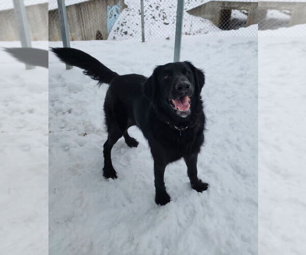 Medium Photo #2 Labrador Retriever-Unknown Mix Puppy For Sale in Evansville, IN, USA
