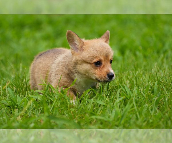 Medium Photo #14 Pembroke Welsh Corgi Puppy For Sale in HAMPTON, VA, USA