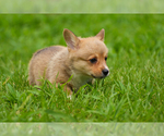Small Photo #14 Pembroke Welsh Corgi Puppy For Sale in HAMPTON, VA, USA