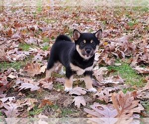 Shiba Inu Puppy for sale in CLARK, MO, USA