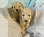 Puppy 0 Double Doodle