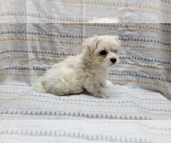 Medium Photo #4 Maltipoo Puppy For Sale in BROOKFIELD, MO, USA