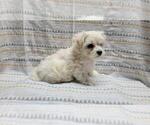Small Photo #4 Maltipoo Puppy For Sale in BROOKFIELD, MO, USA