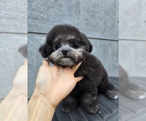 Poodle (Toy) Puppy for sale in Uijeongbu-si, Gyeonggi-do, Korea, South