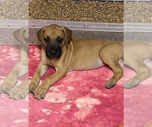 Great Dane Puppy for sale in BURLESON, TX, USA