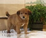 Puppy Chester Goldendoodle-Shiba Inu Mix