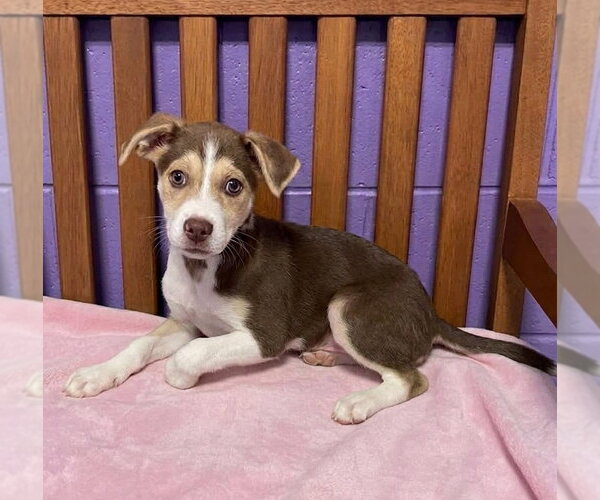 Medium Photo #2 Siberian Husky-Unknown Mix Puppy For Sale in Genesee, WI, USA