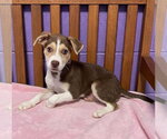 Small #1 Siberian Husky Mix