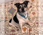 Small #5 Chihuahua