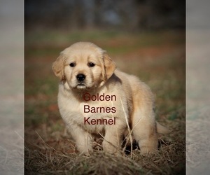 Golden Retriever Puppy for Sale in LEXINGTON, Oklahoma USA