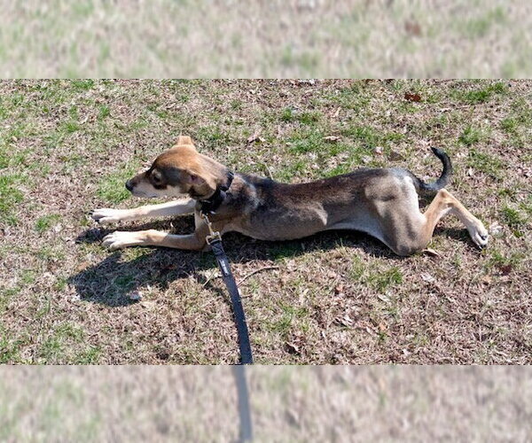 Medium Photo #6 Beagle-Unknown Mix Puppy For Sale in Jefferson, NJ, USA