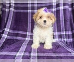 Small #5 Lhasa Apso