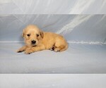 Small #6 Golden Retriever