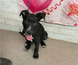 Mutt Dogs for adoption in San Bernardino, CA, USA