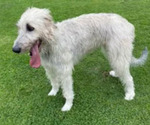 Small Photo #1 Irish Wolfhound Puppy For Sale in LAKE ELSINORE, CA, USA
