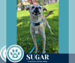 Small #6 Chihuahua Mix